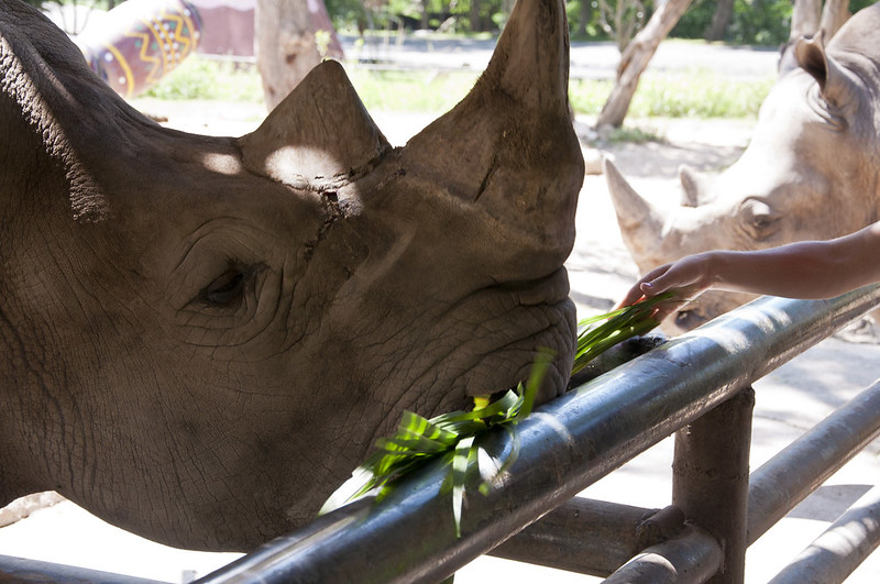 Носорог ест веточку растения из рук туриста