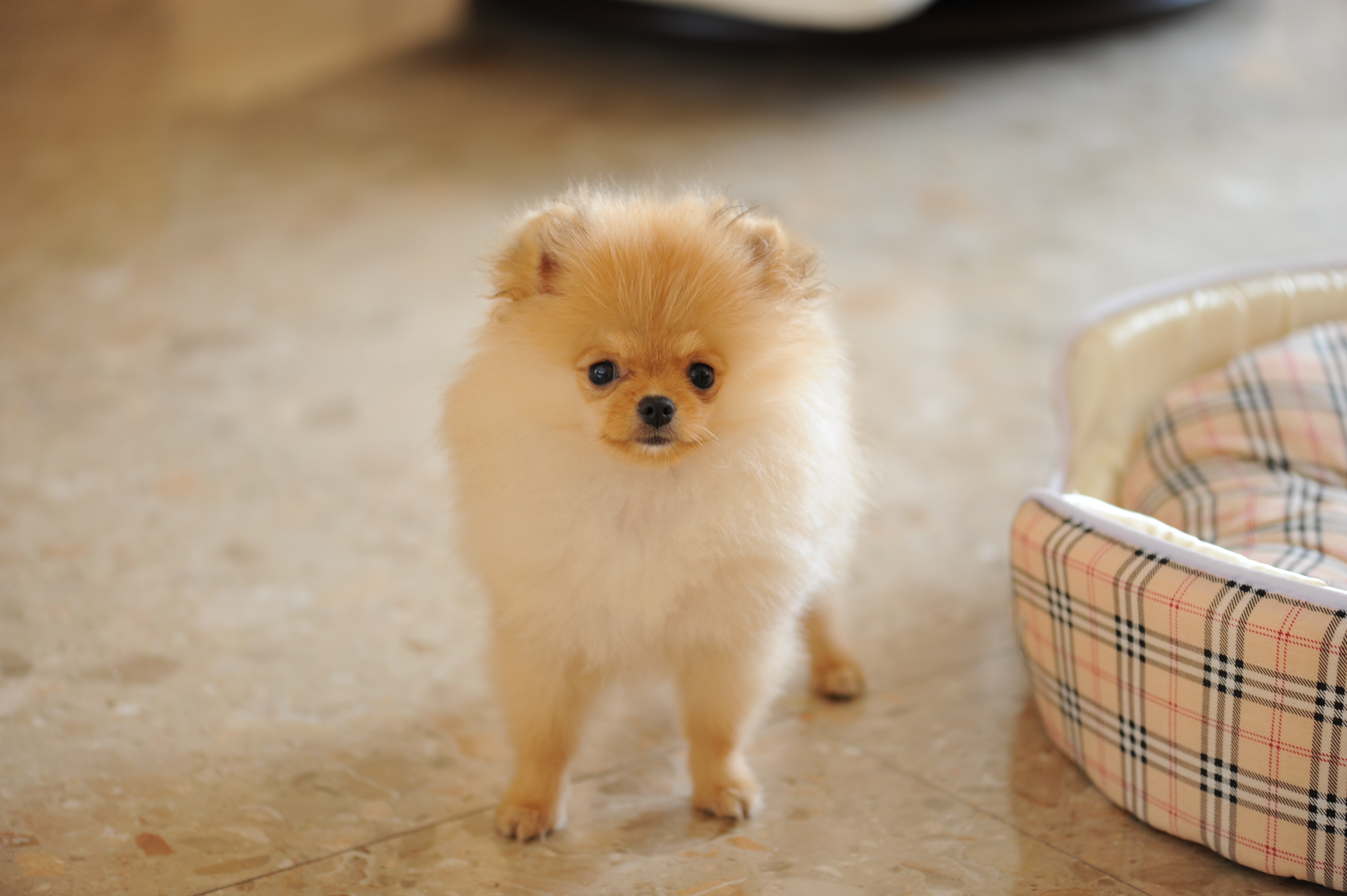 無料写真素材動物犬・イヌ子犬・小犬ポメラニアン画像素材なら！無料・フリー写真素材のフリーフォト