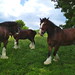 Clydesdales Grazing in Lewisville Pasture