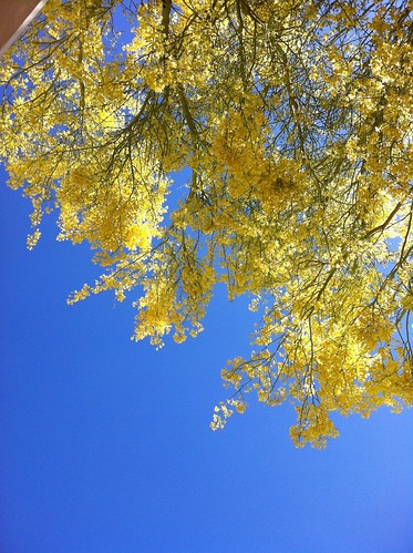 Blue sky + yellow blossoms