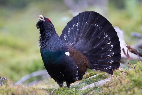 Capercaillie in the Black Forest, Germany