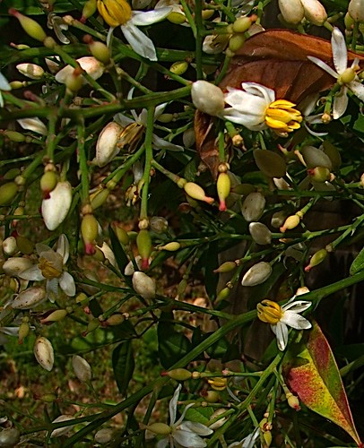 Nandina in bloom, May 11, 2012, CRW_0525