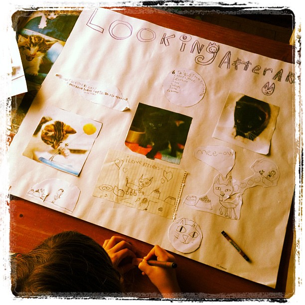 Hard at work. Researching. Poster making... Uh-oh @berondi #bigowletwantsakitten #kitten #poster #unschooling