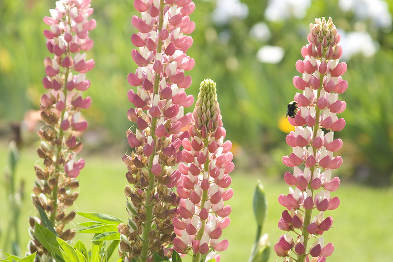 Pink Lupine with bee