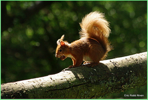 Red Squirrel enjoying the Sun !