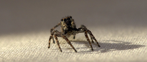 Jumping Spider on our bed  <img src=/Images/Icons/Smileys/1.gif border=0 align=absmiddle> 