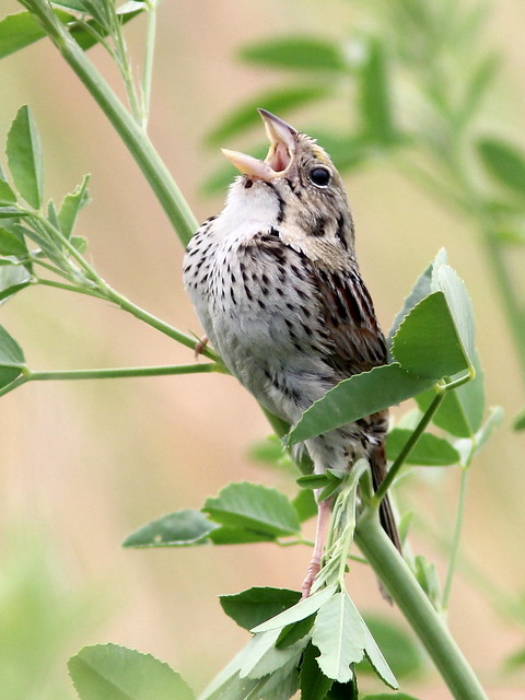 Henslow's Sparrow (Ammodramus_ henslowii) 5-20120529