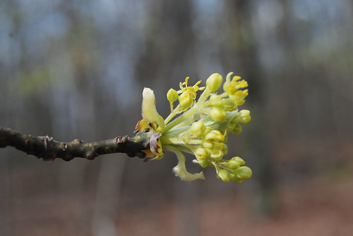 Picture of the flower of Sassafras, Sassafras albidum, a flowering tree in the Ozarks.