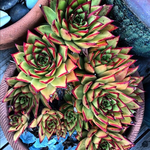 Succulent indeed by marcijo33