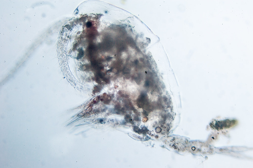 DSC_8732 ~ Bronx River plankton
