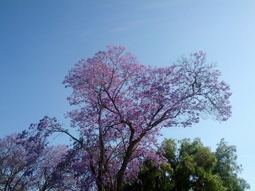 purple trees in Sacramento, California