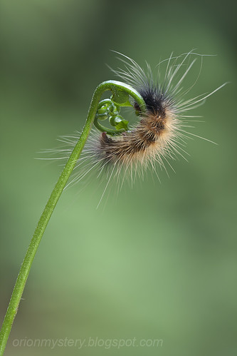 natural light hairy Caterpillar...IMG_4392