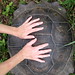 hands on a land tortoise