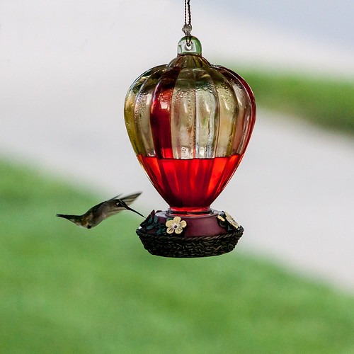 The First Hummingbirds of the year by matneym