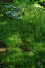 芝生の自転車