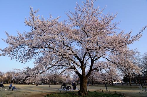 桜2012 武蔵野中央公園