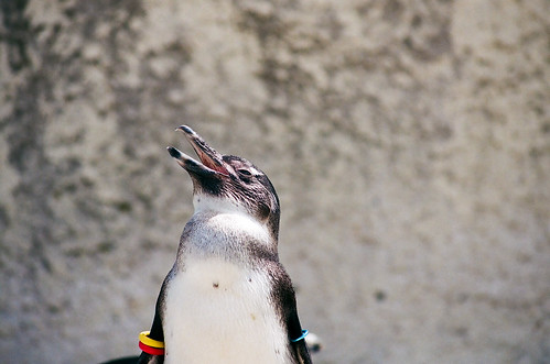 penguin by tobimaru