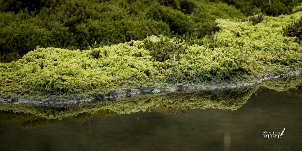 加羅湖步道旁的苔蘚