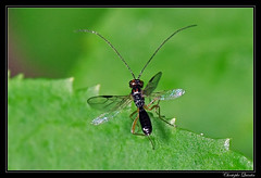 Hymenoptera/Braconidae