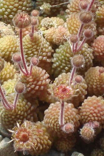 Monanthes polyphylla by cactusjohn