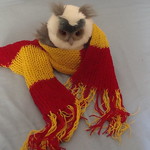 Gryffindor scarf