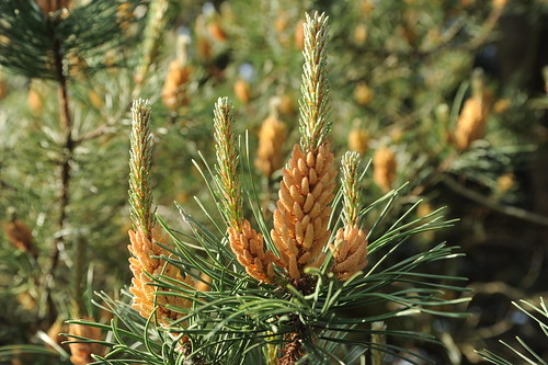 Orange colored flower of the evergreen tree, pine, Beaverton, Oregon, USA by Wonderlane