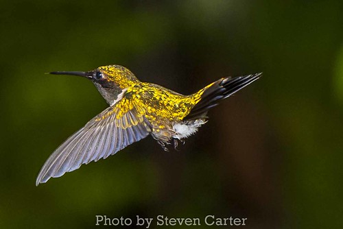 Hummingbird in Flight by satdishguy