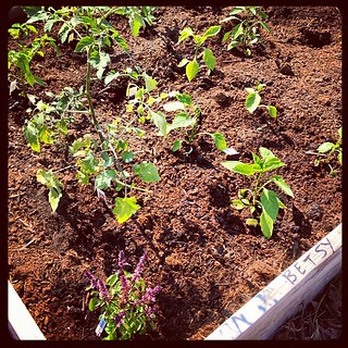 One of my garden beds at the community garden. I love that the director wrote my name on the edge in sharpie.