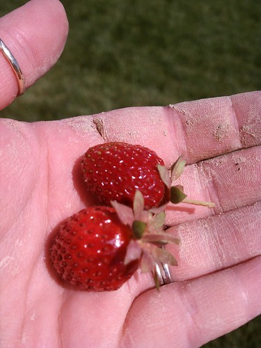 My homegrown strawberries