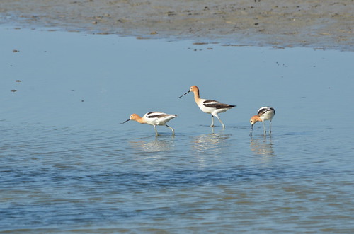 Am. Avocets -- late and very rare in Baton Rouge area