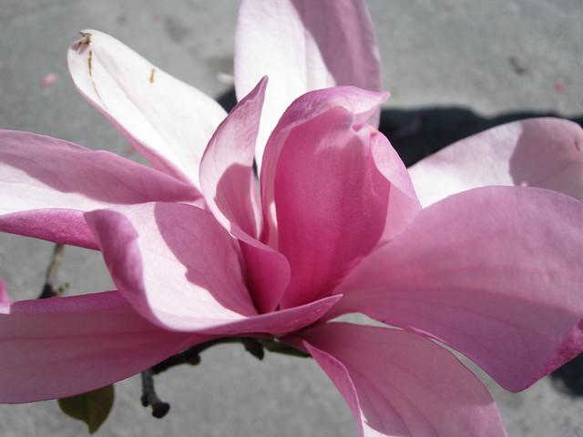 My pink love | The Magnolia