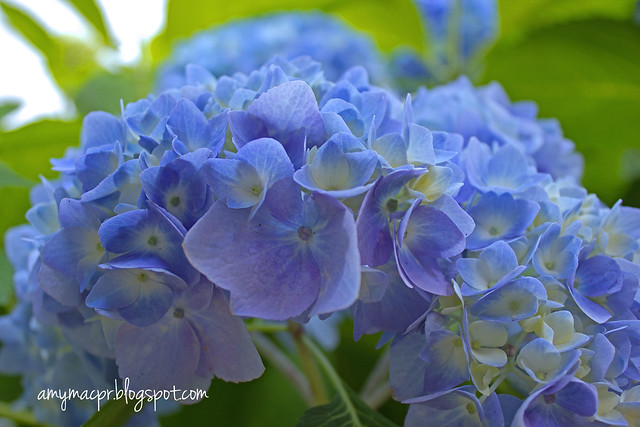 Blue Hydrangeas Memorial Day