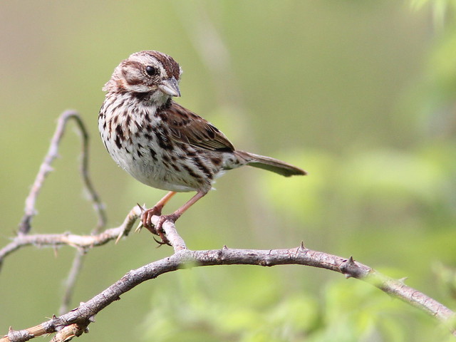 Song Sparrow 2-20120529