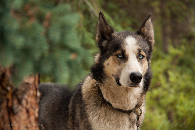 Cuya, sled dog from Denali National Park