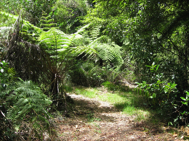 Olinda Creek Track - Dandenong Ranges National Park