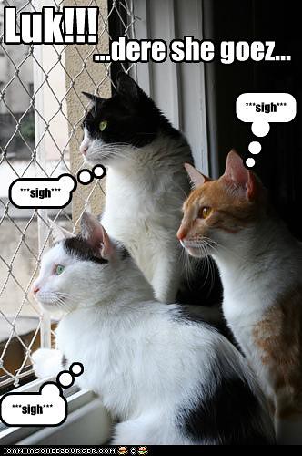 cats-look-out-window