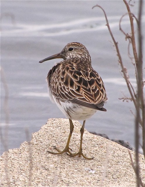 Pectoral Sandpiper at Gridley Wastewater Treatment Ponds 11
