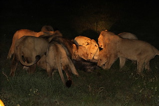 Löwen erlegen eine Antilope