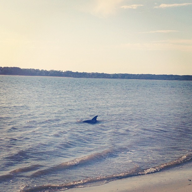 Our evening visitors. #beach #dolphin