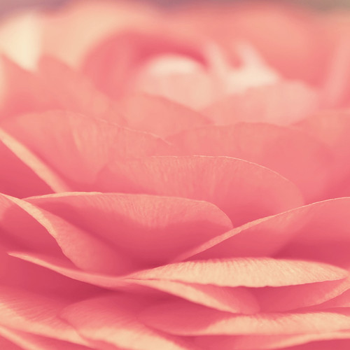 Pink-Flower-Closeup.jpeg