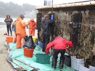 ODFW workers clean marine organisms from Japanese dock