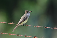 Flycatcher with Moth_4002.jpg by Mully410 * Images