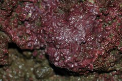 觀音藻礁區成長中的造礁藻類，呈現著鮮紅欲滴的顏色。(攝影：潘忠政)