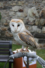 Barn Owl in Conwy