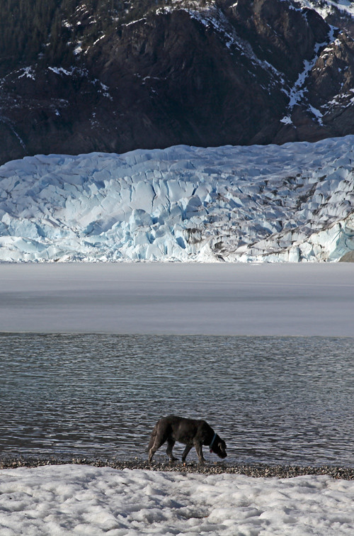 dog drinking from lake at Mendenhall Glacier, Juneau, Alaska