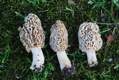Picture of Morel Mushroom (Morchella esculenta) found on the trail in Springfield, Missouri