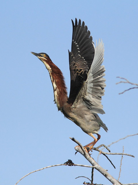 Green Heron taking flight  (view large) 20120410