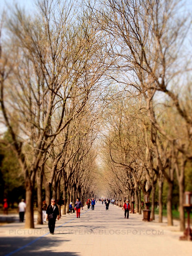 Temple of Heaven trees