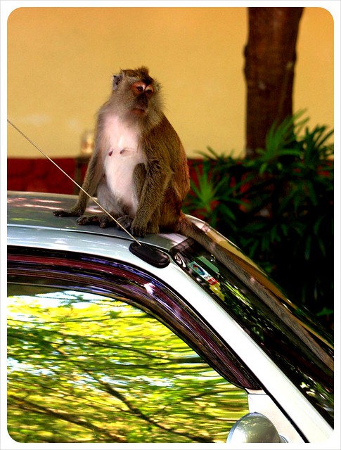 monkey on our car langkawi