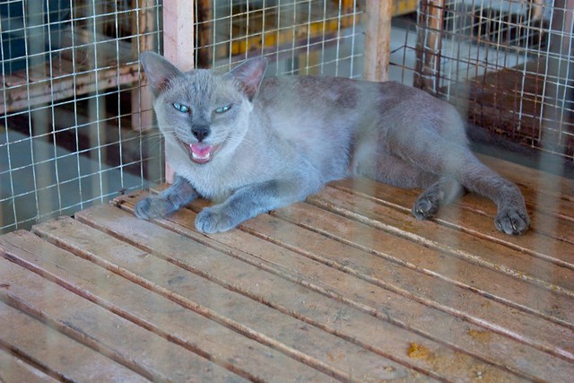 Дом тайских кошек Untitled